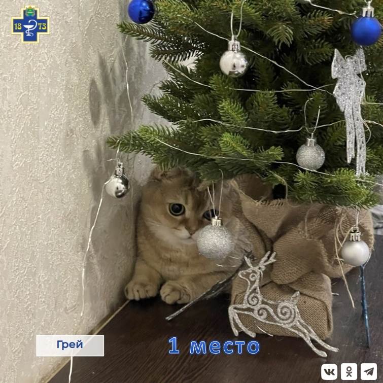 В Калужской области определили победителя фотоконкурса на звание главного новогоднего пушистика.
...