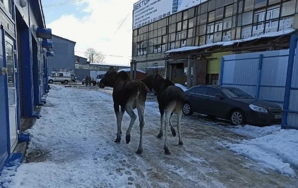 В Обнинске напомнили о правилах поведения при встрече с лосем.

Зимой лоси нередко появляются в г...