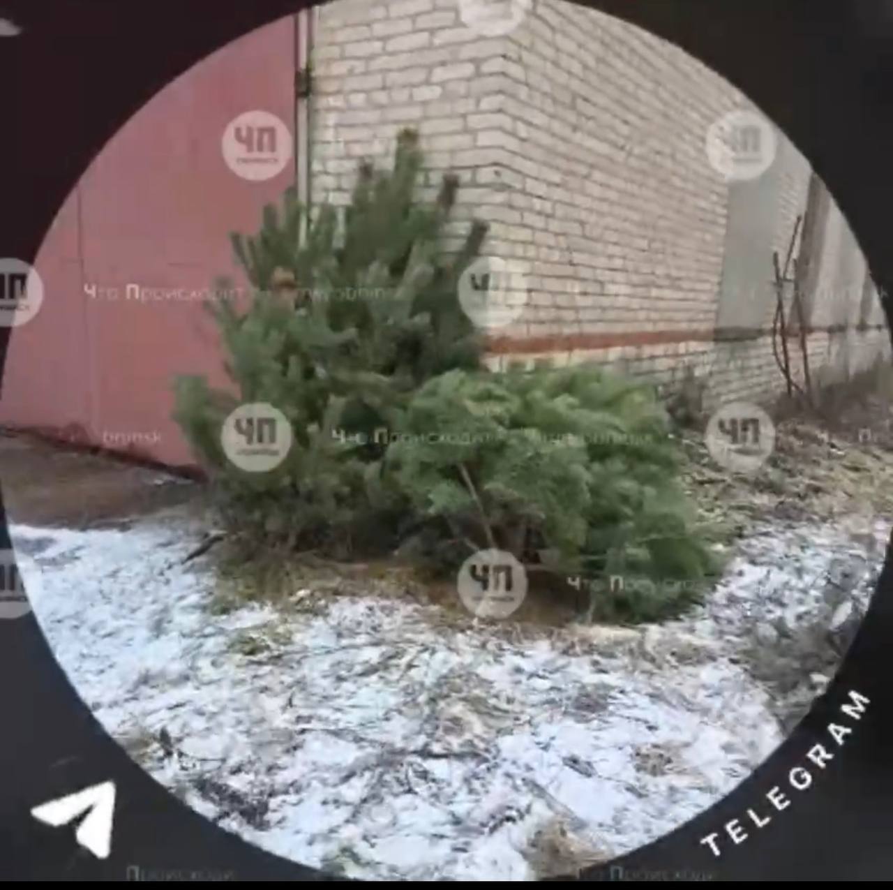 ?Это самые дешевые елки, которые мы видели!

В Жуковском лесхозе продают елки и сосны по очень ни...